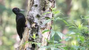Великий чорний дятель, або бажання